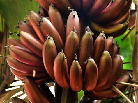 How To Harvest Bananas Tips On Being A Picking Pro