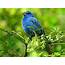 Indigo Blue  Birds And Blooms