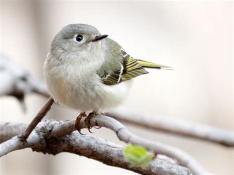 Female Ruby Crowned Kinglet Bird Loulou