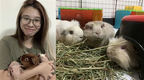 Pet Lovers Unite To Adopt Hamsters Guinea Pigs And Chickens