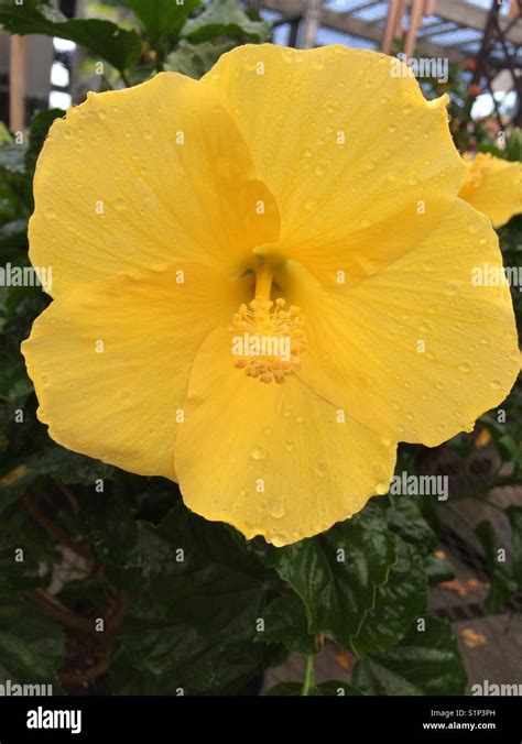 Yellow Hibiscus Flower Stock Photo Alamy