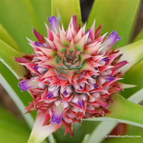 B N Sullivan Photography Pineapple Flower
