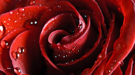 Closeup Photography Of Water Dew On Red Rose Hd Wallpaper Wallpaper Flare