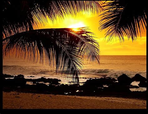 Palm Paradise Tropis Pantai Surga Alam Samudra Wallpaper Hd Pxfuel