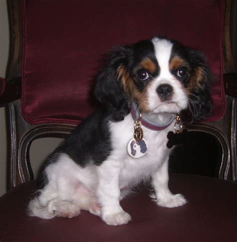 Cavies come in four different colors , and they all have unique names. King Charles Spaniel coloring, Download King Charles ...