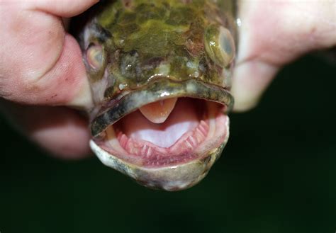 Walking Fish Recently Discovered In Georgia Invasive Species Found In