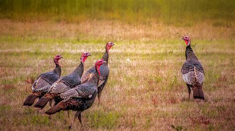 Fauna Feature Wild Turkeys Blog Pottawattamie Conservation