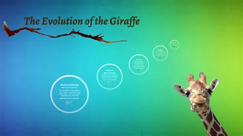 Evolution Of The Giraffe By Scarlet Johansen On Prezi