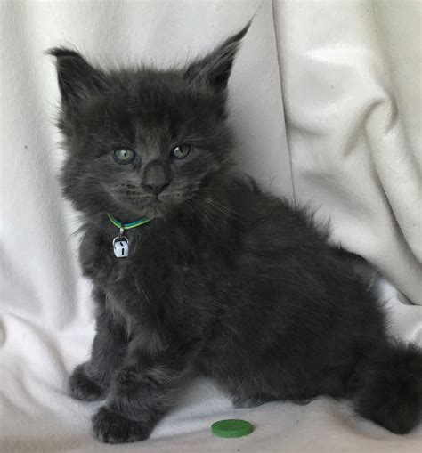 Pure Bred Maine Coon Kitten For Sale