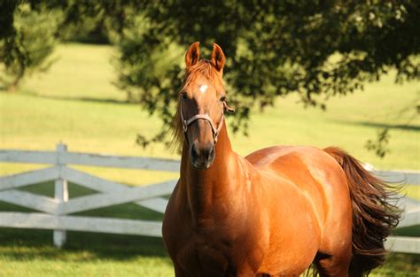 American Standardbred Horse Information And Pictures Petguide