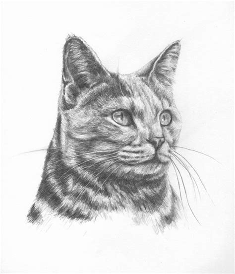 Pencil Drawings Of Tabby Cats Pencildrawing2019