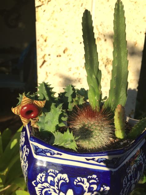 A cactus that does not readily flower, but. How to Grow and Care for Huernia Succulents