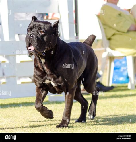 A Young Beautiful Black And White Medium Sized Cane Corso Dog With