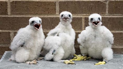 Peregrine Falcon Chicks Receive Leg Bands Near Nest Atop Uwos
