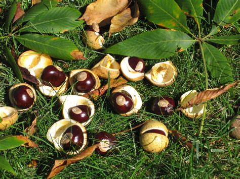 Buckeye Nuts Hulls And Leaves Laying On The Late Summer Grass Buckeye