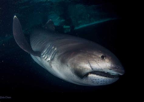 The Massive Filter Feeding Shark You Ought To Know Smithsonian Ocean