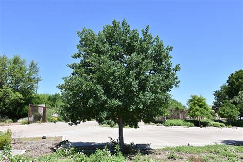 lacey oak trees for sale in texas pelajaran