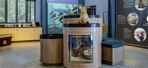 The Marine Mammal Center Reopens With Significant Renovations The Marine Mammal Center