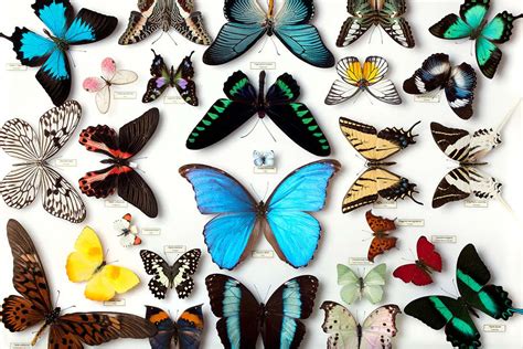 Decline Of Butterfly Collecting Hobby Threatens Conservation Research
