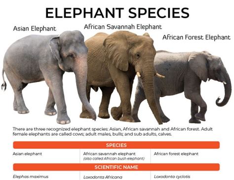 Elephantspeciesinfographicfacebook Elephant Aid International