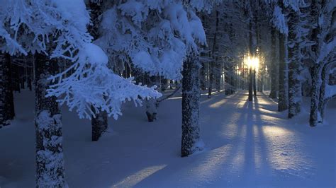Wallpaper Wood Snow Sun Beams Dawn Frost Snowdrifts Cold