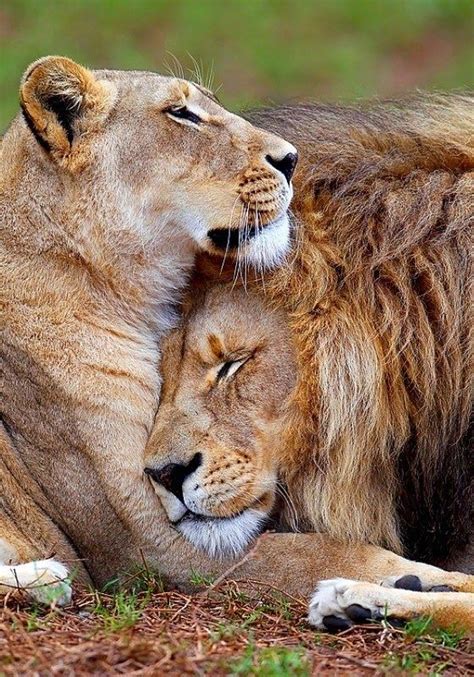 King And Queen Animals Beautiful Lion Love Cute Animals