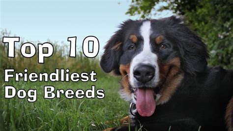Top 10 Friendliest Dog Breeds Youtube