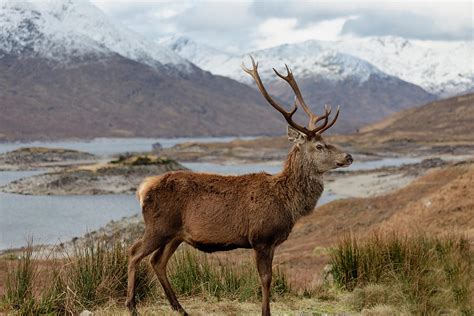 Red Deer Stag In Scottish Highlands Photograph By Derek Beattie Fine