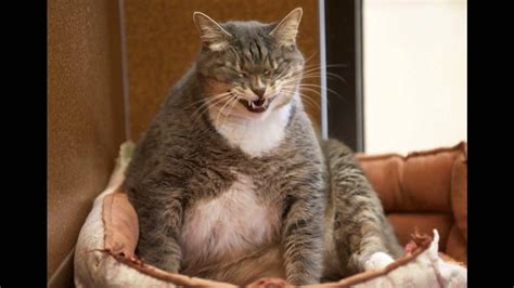 4423 views | 16043 downloads. Fat Cats Wallpapers - Wallpaper Cave