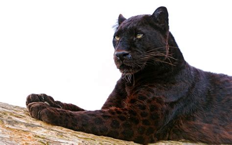 The Black Panther - Londolozi Blog