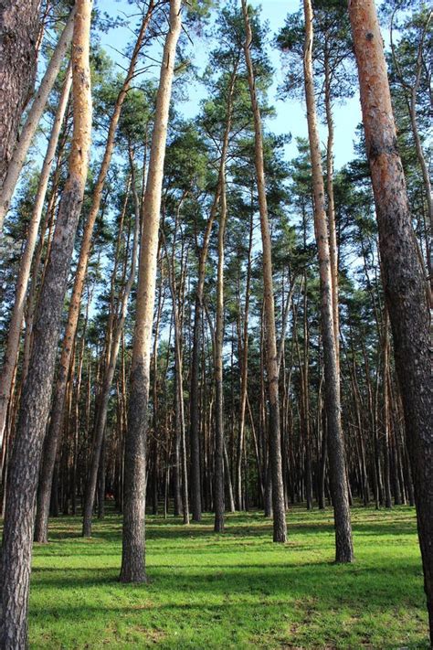 Vertical Photo Of Spring Grass Around Huge Tree Trunks Of Pine Forest