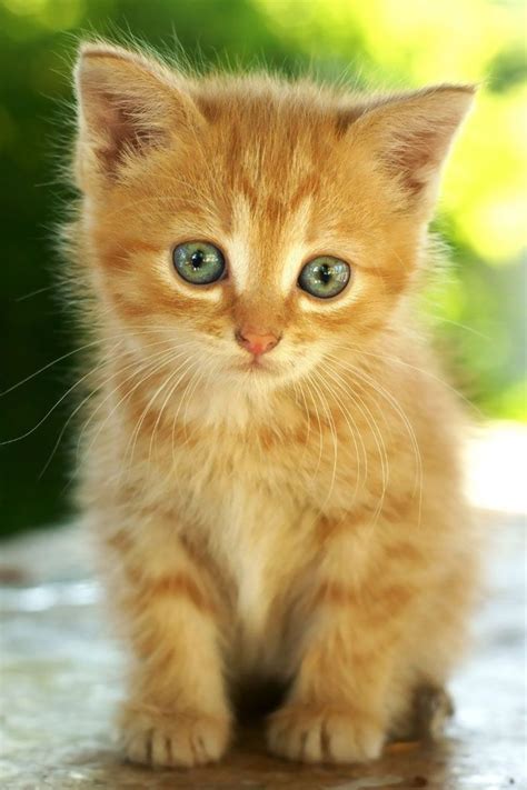 Orange Kitten | Kittens cutest, Cats, Baby cats