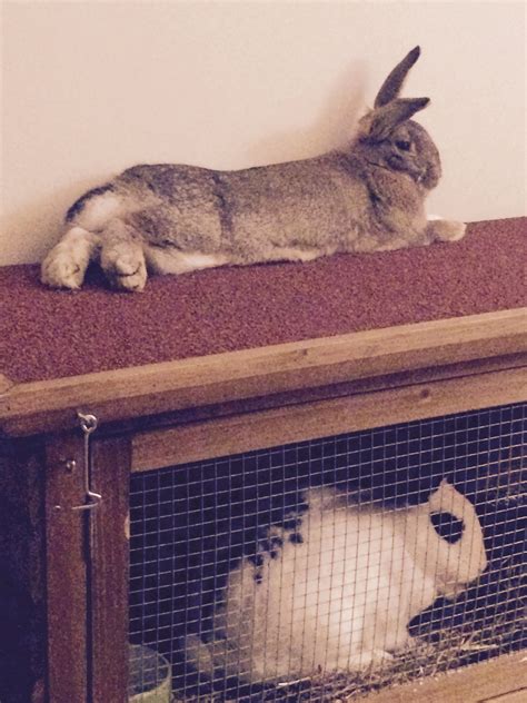 Two Rabbits Sitting On Top Of A Wooden Shelf