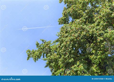 Cherry Tree In Late Spring And Airplane On The Sky Stock Photo Image