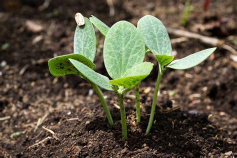 Check spelling or type a new query. How To Plant Squash Seed | MyCoffeepot.Org
