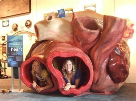 How big are baby whales? Heart of blue whale weighs 600 kilograms and is the ...