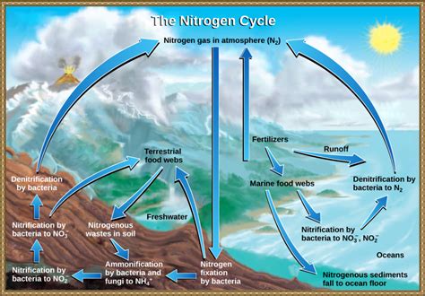 The Nitrogen Cycle Biology For Non Majors Ii