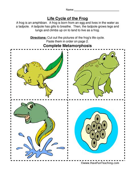 Frog Life Cycle For Kids Worksheet