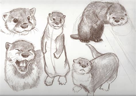 Otter Sketches 01 By Runtytiger On Deviantart