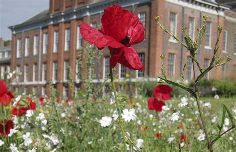 Maybe you would like to learn more about one of these? Creating your own wildflower garden - HRP Blogs