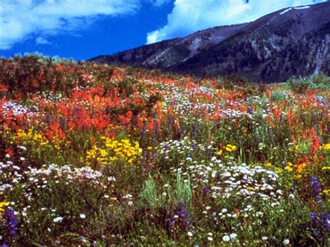 Just remember that it's illegal to pick the flowers. WILDFLOWERS OF THE ROCKY MOUNTAINS | Colorado wildflowers ...