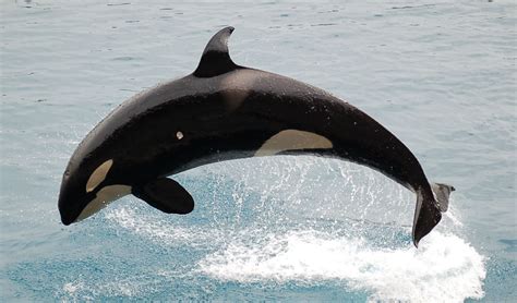 Orca Free Stock Photo Public Domain Pictures