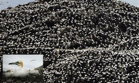 World S Largest Gannet Colony Dominate Rock Off Scotland Where Seabirds Live Bass Rock