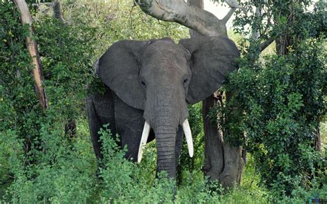 Download Jungle Animals Elephants African Elephant Bull Trees