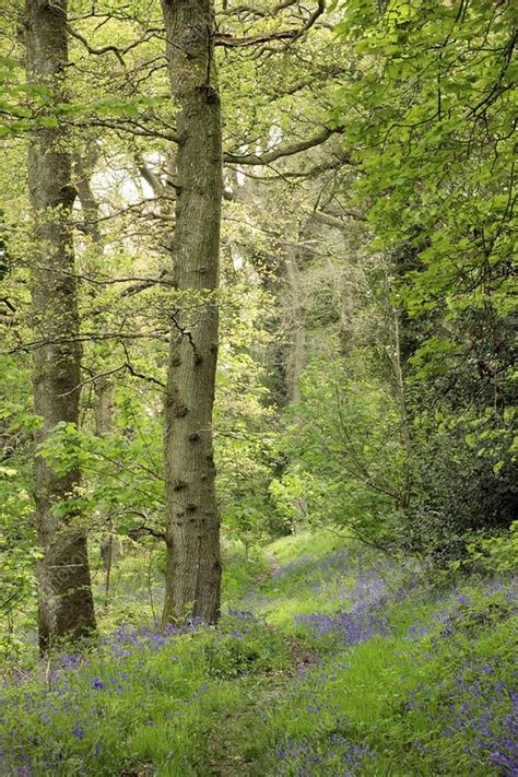 Bluebell Wood Stock Image E6400801 Science Photo Library