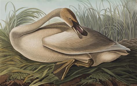 Trumpeter Swan Painting By John James Audubon Fine Art America