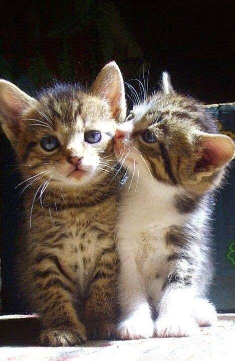 Little Kiss On The Cheek Kittens Cutest Cute Cats Kittens And