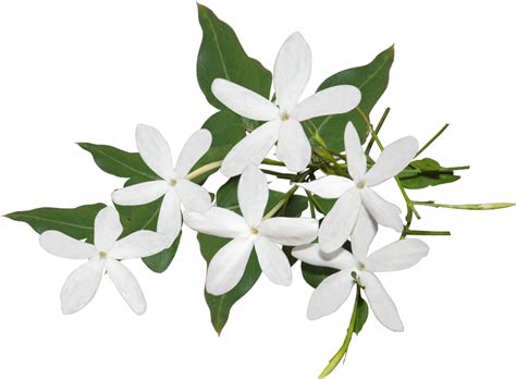 Mogra Flower Transparent Jasmine Flower Png Hd Png Download