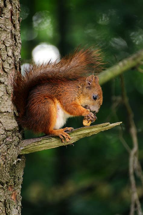 Brown Squirrel On Branch Of Tree Eating Nut Hd Phone Wallpaper Peakpx