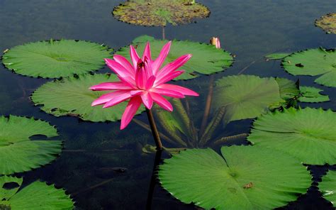 Pink Lotus On The Water Wallpapers And Images Wallpapers